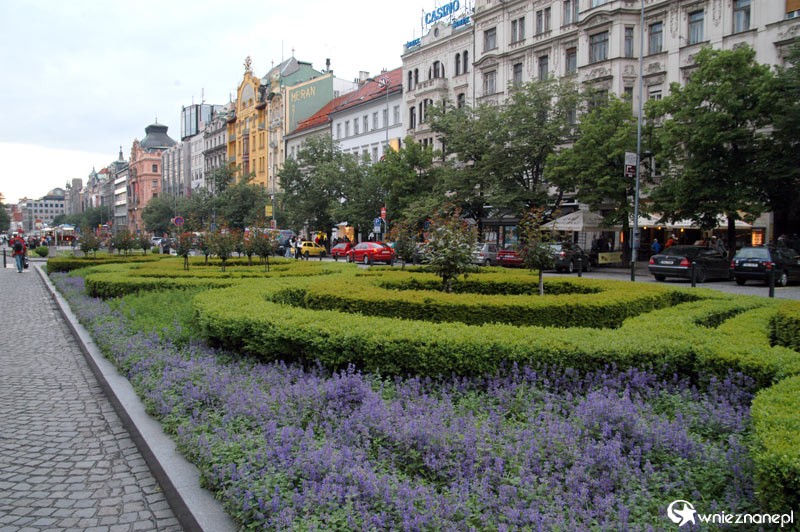 Zabytkowe kamienice i roślinność na Placu Wacława. - foto: wnieznane.pl Zabytkowe kamienice i roślinność na Placu Wacława. - foto: wnieznane.pl