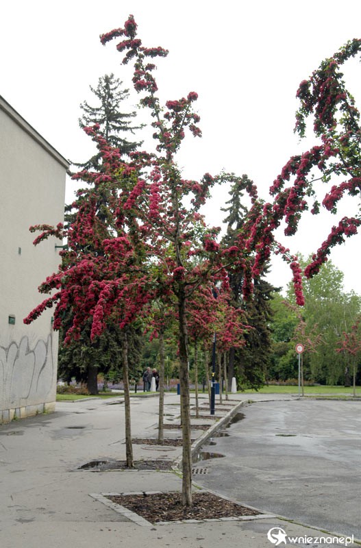 Drzewka na wzgórzu Petrin. - foto: wnieznane.pl Drzewka na wzgórzu Petrin. - foto: wnieznane.pl