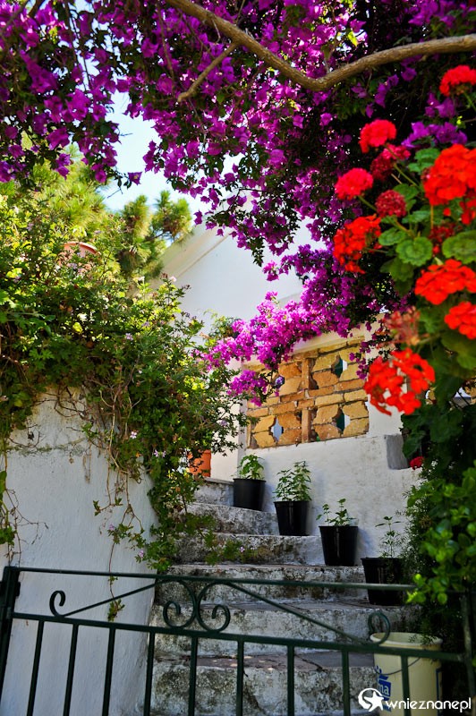 Grecka wyspa Korfu. Przepiękne kwiaty na terenie klasztoru Theotokou w miejscowości Paleokastritsa. - foto: wnieznane.pl Grecka wyspa Korfu. Przepiękne kwiaty na terenie klasztoru Theotokou w miejscowości Paleokastritsa. - foto: wnieznane.pl