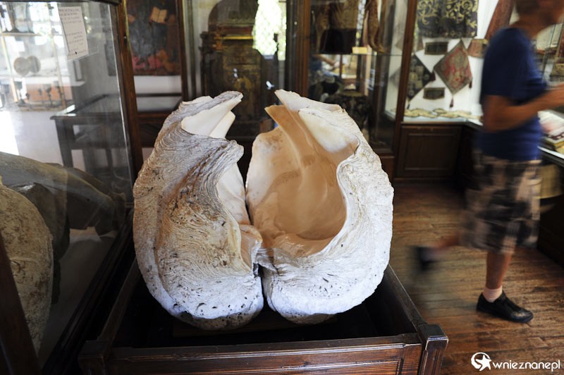 Grecka wyspa Korfu. Gigantyczna muszla w muzeum przy monastyrze Theotokou w miejscowości Paleokastritsa. - foto: wnieznane.pl Grecka wyspa Korfu. Gigantyczna muszla w muzeum przy monastyrze Theotokou w miejscowości Paleokastritsa. - foto: wnieznane.pl