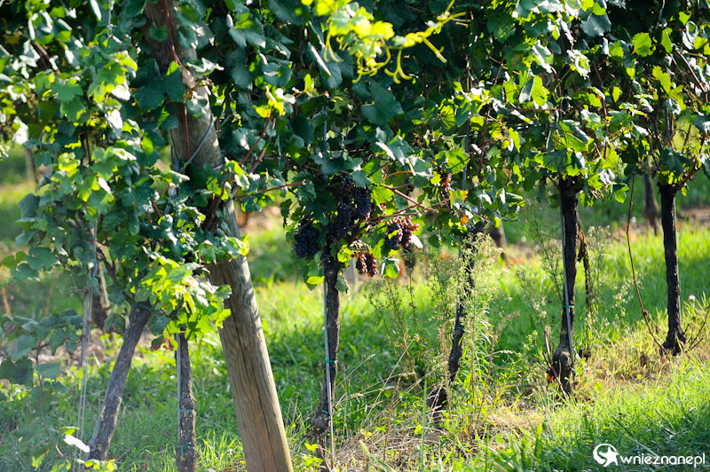 Jedna z wielu winnic w okolicach Jeziora Garda. - foto: wnieznane.pl Jedna z wielu winnic w okolicach Jeziora Garda. - foto: wnieznane.pl