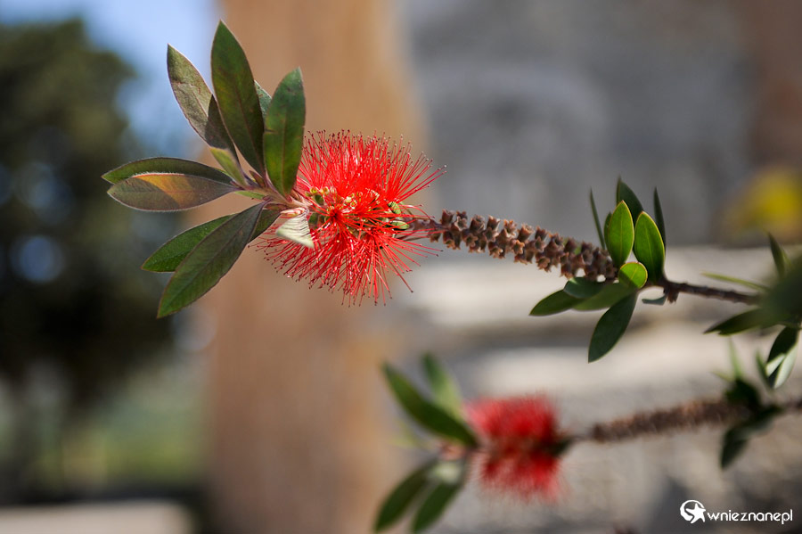 Wyspa Kreta. Piękne krzewy przy Moni Arkadiu. - foto: wnieznane.pl Wyspa Kreta. Piękne krzewy przy Moni Arkadiu. - foto: wnieznane.pl