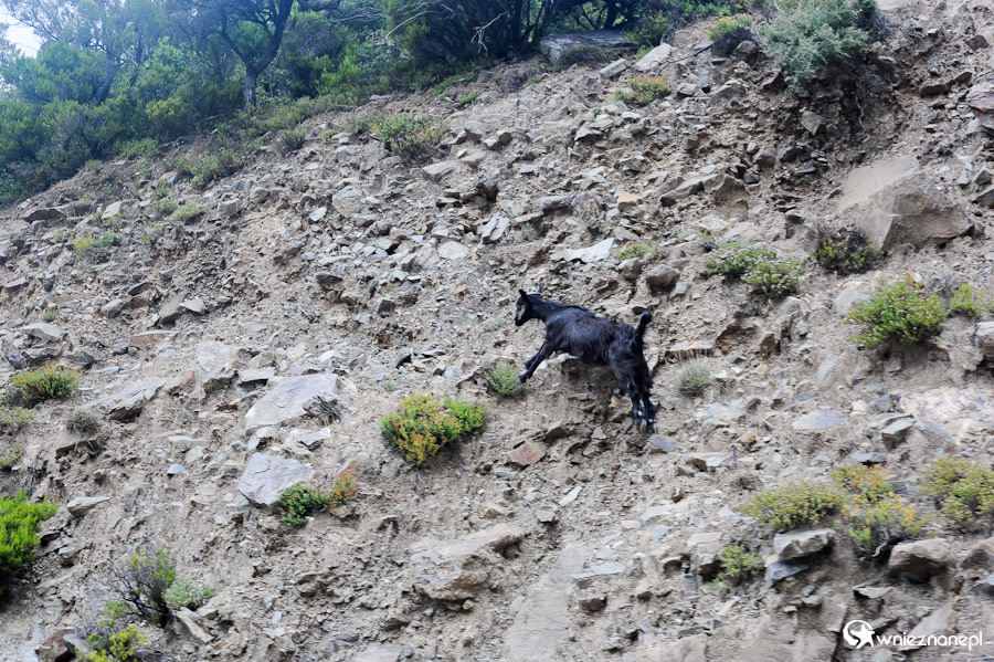 Wyspa Kreta. Kozica na skałach po drodze do Elafonisi. - foto: wnieznane.pl Wyspa Kreta. Kozica na skałach po drodze do Elafonisi. - foto: wnieznane.pl