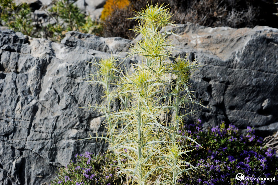 Wyspa Kreta. Roślina przy krętej drodze do Chora Sfakion. Suche górskie zbocza porasta m.in. fioletowo kwitnący tymianek. - foto: wnieznane.pl Wyspa Kreta. Roślina przy krętej drodze do Chora Sfakion. Suche górskie zbocza porasta m.in. fioletowo kwitnący tymianek. - foto: wnieznane.pl