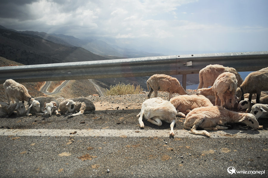 Wyspa Kreta. Owce odpoczywające w cieniu barierki przy drodze łączącej Chora Sfakion i Aradenę. - foto: wnieznane.pl Wyspa Kreta. Owce odpoczywające w cieniu barierki przy drodze łączącej Chora Sfakion i Aradenę. - foto: wnieznane.pl