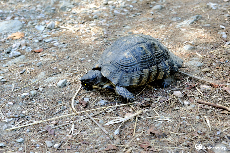 Ateny. Żółw na Wzgórzu Filipapusa. - foto: wnieznane.pl Ateny. Żółw na Wzgórzu Filipapusa. - foto: wnieznane.pl
