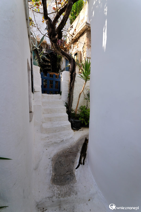 Ateny. Anafiotika. Klimatyczny zaułek, białe domki, schodki i oczywiście kot. - foto: wnieznane.pl Ateny. Anafiotika. Klimatyczny zaułek, białe domki, schodki i oczywiście kot. - foto: wnieznane.pl