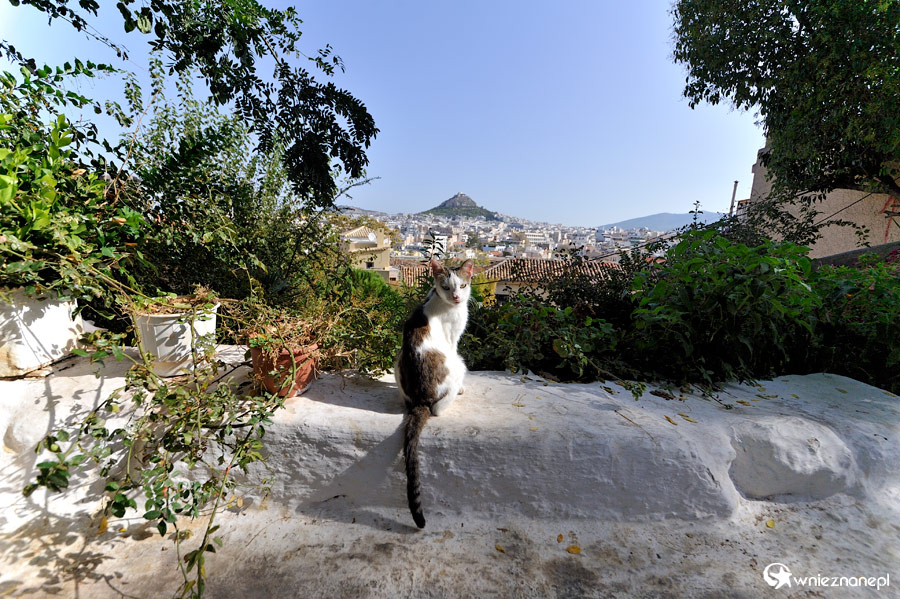 Ateny. Anafiotika nie miałaby takiego klimatu, gdyby nie wszechobecne koty. - foto: wnieznane.pl Ateny. Anafiotika nie miałaby takiego klimatu, gdyby nie wszechobecne koty. - foto: wnieznane.pl