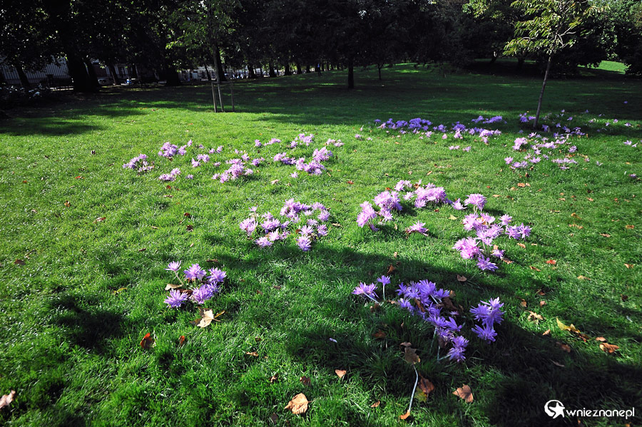 Londyn. Zimowity w październiku w St. James's Park. - foto: wnieznane.pl Londyn. Zimowity w październiku w St. James's Park. - foto: wnieznane.pl