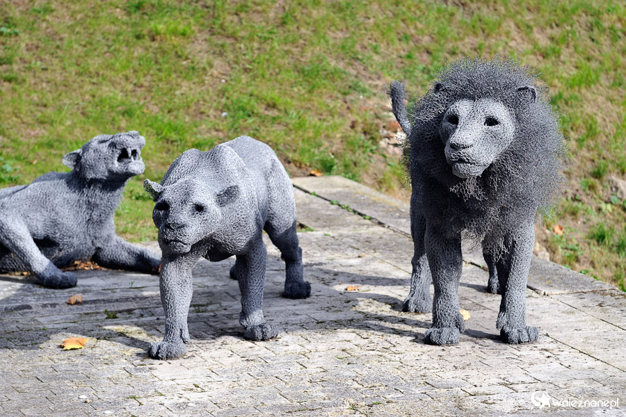 Londyn. Lwy na terenie Tower of London. - foto: wnieznane.pl Londyn. Lwy na terenie Tower of London. - foto: wnieznane.pl