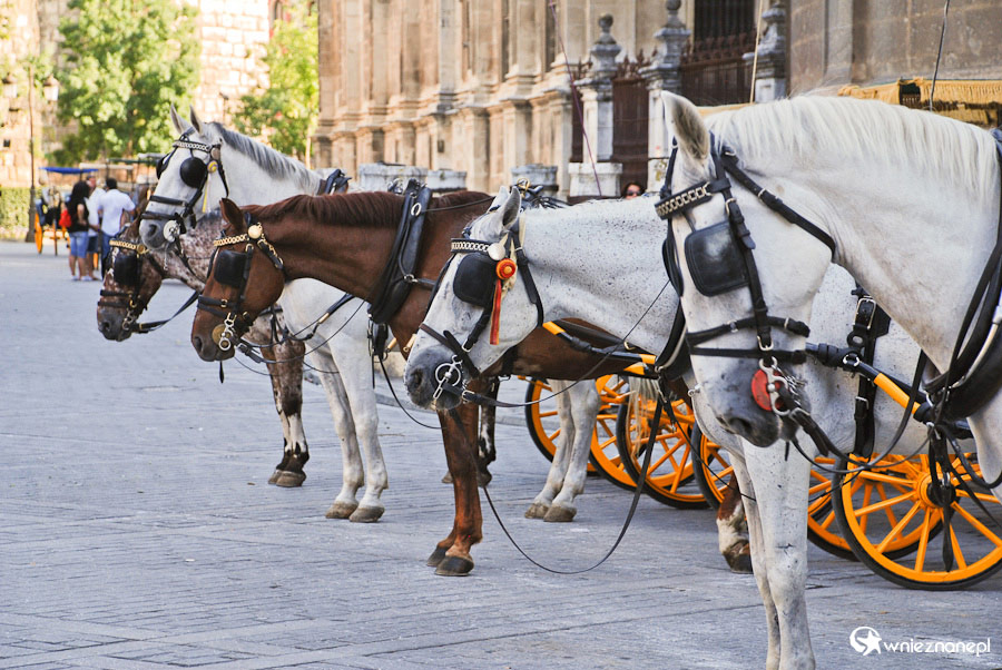 Sewilla. Dorożki czekające na turystów w pobliżu Katedry. - foto: wnieznane.pl Sewilla. Dorożki czekające na turystów w pobliżu Katedry. - foto: wnieznane.pl