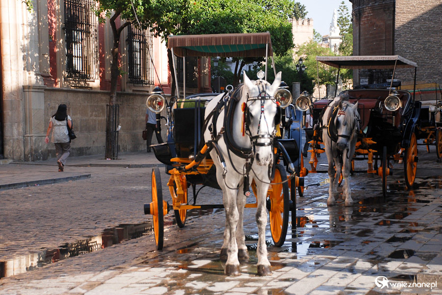 Sewilla. Dorożki wpisują się w krajobraz uliczek okalających Katedrę. - foto: wnieznane.pl Sewilla. Dorożki wpisują się w krajobraz uliczek okalających Katedrę. - foto: wnieznane.pl