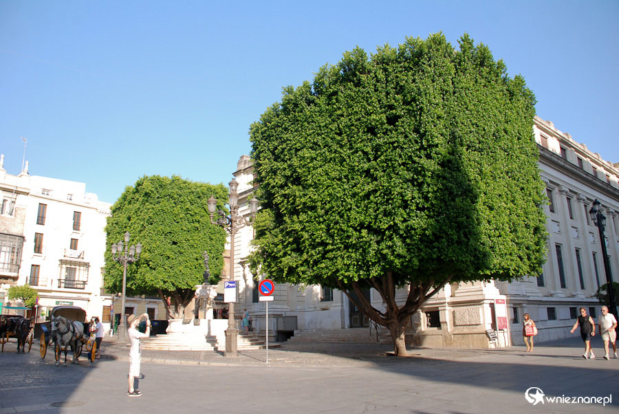 Sewilla. Kwadratowe drzewa na Plaza de San Francisco. - foto: wnieznane.pl Sewilla. Kwadratowe drzewa na Plaza de San Francisco. - foto: wnieznane.pl