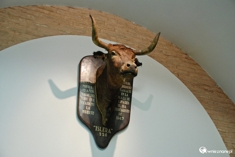 Sewilla. Głowa jednego z nielicznych byków, które doznały zaszczytu znalezienia się w muzeum na Plaza de Toros. - foto: wnieznane.pl Sewilla. Głowa jednego z nielicznych byków, które doznały zaszczytu znalezienia się w muzeum na Plaza de Toros. - foto: wnieznane.pl