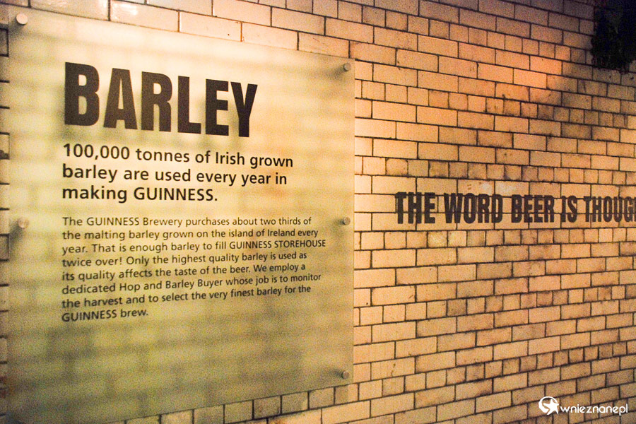 Dublin. Guinness Storehouse. 100 tys. ton jęczmienia rocznie jest używanych do produkcji Guinnessa. - foto: wnieznane.pl Dublin. Guinness Storehouse. 100 tys. ton jęczmienia rocznie jest używanych do produkcji Guinnessa. - foto: wnieznane.pl