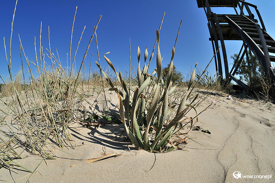 Zakynthos. Ciekawa roślinności przy plaży w Tsilivi. - foto: wnieznane.pl Zakynthos. Ciekawa roślinności przy plaży w Tsilivi. - foto: wnieznane.pl