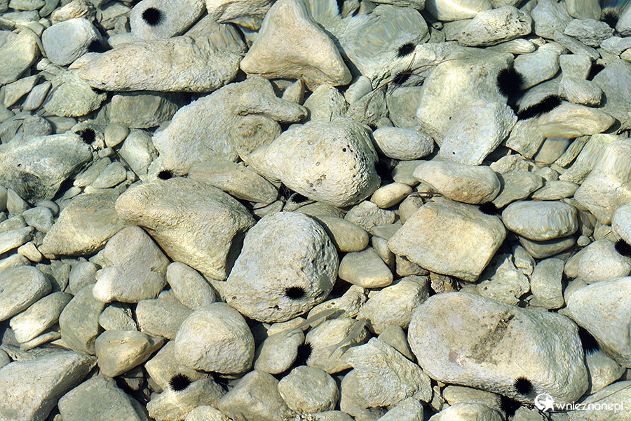 Zakynthos. Przejrzysta woda wokół wyspy sprzyja obserwowaniu życia morskiego. W okolicach Agios Sostis roi się od jeżowców. Są też małe rybki widoczne przy kamieniach. - foto: wnieznane.pl Zakynthos. Przejrzysta woda wokół wyspy sprzyja obserwowaniu życia morskiego. W okolicach Agios Sostis roi się od jeżowców. Są też małe rybki widoczne przy kamieniach. - foto: wnieznane.pl