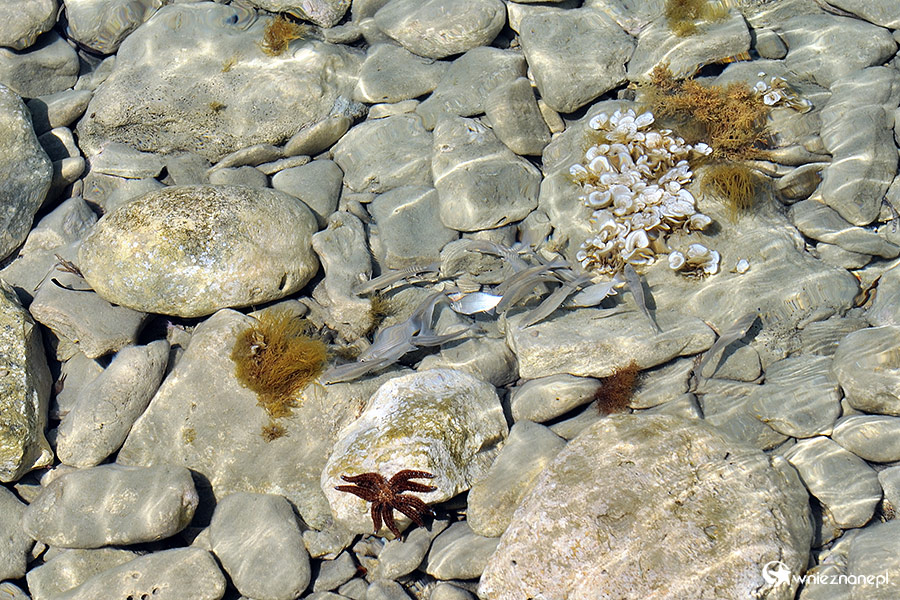 Zakynthos. Przejrzysta woda wokół wyspy sprzyja obserwowaniu życia morskiego. W okolicach Agios Sostis roi się od jeżowców. Są też małe rybki widoczne przy kamieniach, a nawet rozgwiazda.. - foto: wnieznane.pl Zakynthos. Przejrzysta woda wokół wyspy sprzyja obserwowaniu życia morskiego. W okolicach Agios Sostis roi się od jeżowców. Są też małe rybki widoczne przy kamieniach, a nawet rozgwiazda.. - foto: wnieznane.pl