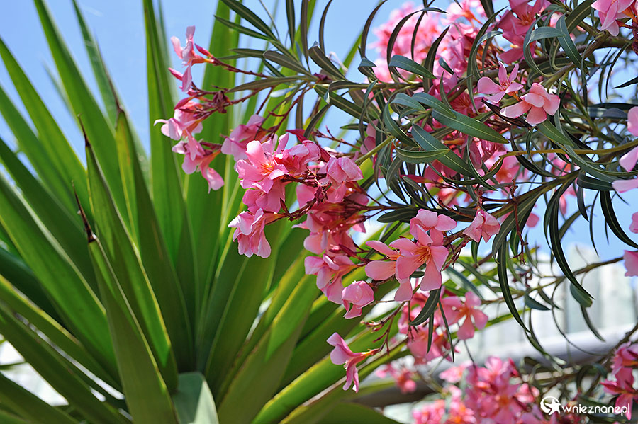 Zakynthos, Dafni Beach. Oleandry kwitną w Grecji przez całe lato. - foto: wnieznane.pl Zakynthos, Dafni Beach. Oleandry kwitną w Grecji przez całe lato. - foto: wnieznane.pl