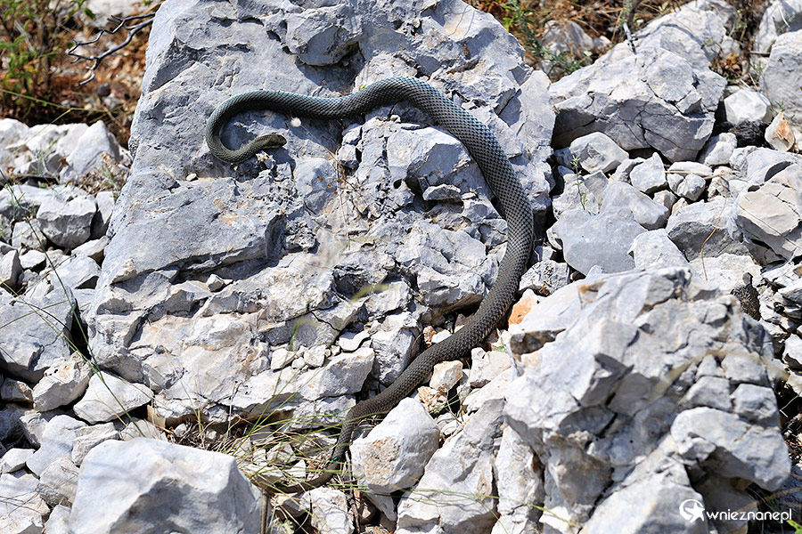 Zakynthos. W niektórych miejscach na wyspie jest tak mało ludzi, że nawet węże w spokoju wygrzewają się na kamieniach. - foto: wnieznane.pl Zakynthos. W niektórych miejscach na wyspie jest tak mało ludzi, że nawet węże w spokoju wygrzewają się na kamieniach. - foto: wnieznane.pl