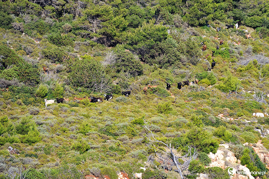 Zakynthos. Kozy spacerują po szczycie klifu w Keri. - foto: wnieznane.pl Zakynthos. Kozy spacerują po szczycie klifu w Keri. - foto: wnieznane.pl