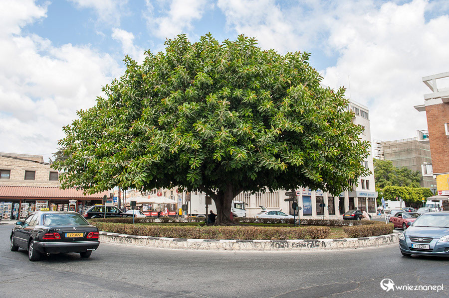 Cypr latem. W centrum Limassol.  - foto: wnieznane.pl Cypr latem. W centrum Limassol.  - foto: wnieznane.pl