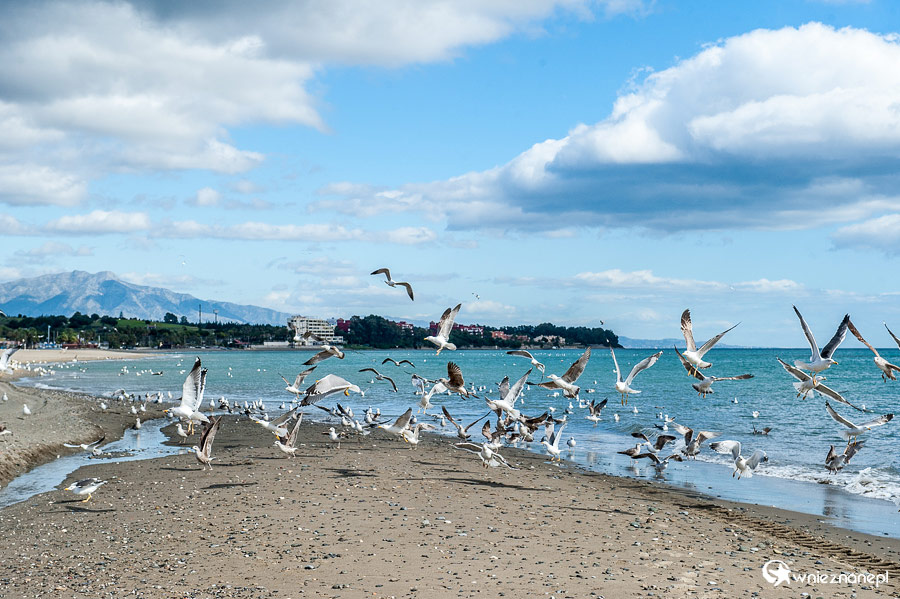 Andaluzja. Zimą na plaży w Esteponie królują mewy. - foto: wnieznane.pl Andaluzja. Zimą na plaży w Esteponie królują mewy. - foto: wnieznane.pl