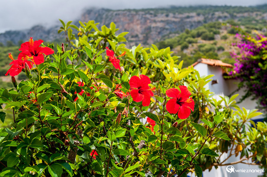 Oludeniz. Hotel Oludeniz Resort. - foto: wnieznane.pl Oludeniz. Hotel Oludeniz Resort. - foto: wnieznane.pl