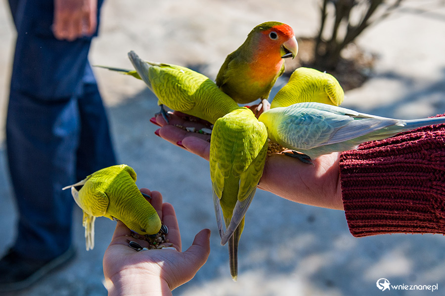 Malta. Karmienie papużek w Mediterraneo Marine Park. - foto: wnieznane.pl Malta. Karmienie papużek w Mediterraneo Marine Park. - foto: wnieznane.pl