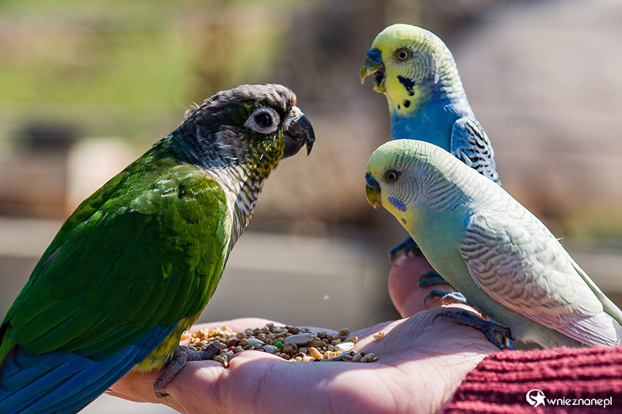 Malta. Karmienie papużek w Mediterraneo Marine Park. - foto: wnieznane.pl Malta. Karmienie papużek w Mediterraneo Marine Park. - foto: wnieznane.pl
