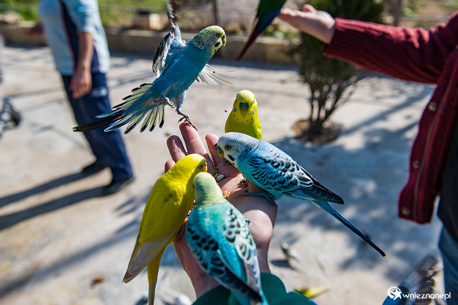 Malta. Karmienie papużek w Mediterraneo Marine Park. - foto: wnieznane.pl Malta. Karmienie papużek w Mediterraneo Marine Park. - foto: wnieznane.pl