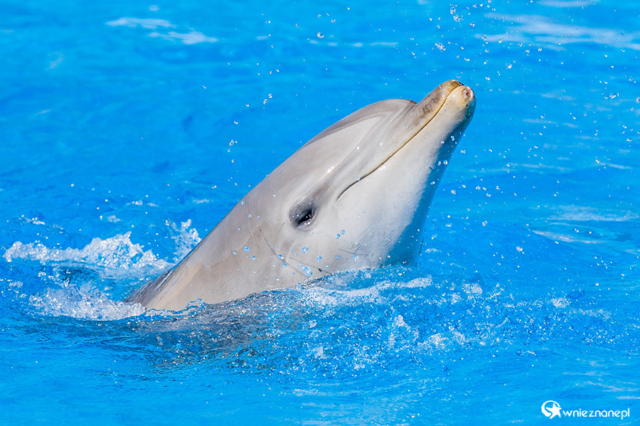 Malta. Pokaz delfinów w Mediterraneo Marine Park. - foto: wnieznane.pl Malta. Pokaz delfinów w Mediterraneo Marine Park. - foto: wnieznane.pl