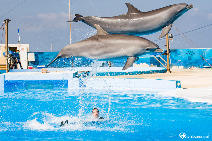 Malta. Pokaz delfinów w Mediterraneo Marine Park. - foto: wnieznane.pl Malta. Pokaz delfinów w Mediterraneo Marine Park. - foto: wnieznane.pl