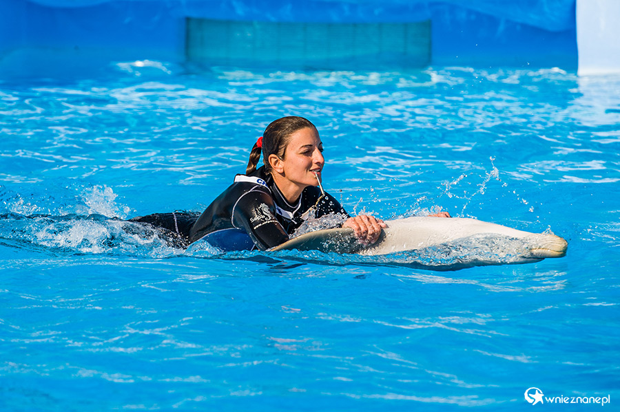 Malta. Pokaz delfinów w Mediterraneo Marine Park. - foto: wnieznane.pl Malta. Pokaz delfinów w Mediterraneo Marine Park. - foto: wnieznane.pl