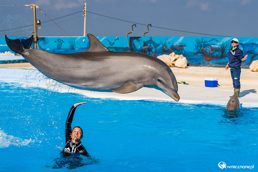 Malta. Pokaz delfinów w Mediterraneo Marine Park. - foto: wnieznane.pl Malta. Pokaz delfinów w Mediterraneo Marine Park. - foto: wnieznane.pl