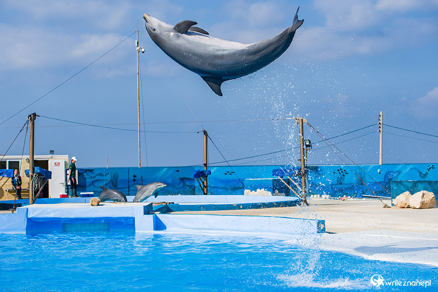 Malta. Pokaz delfinów w Mediterraneo Marine Park. - foto: wnieznane.pl Malta. Pokaz delfinów w Mediterraneo Marine Park. - foto: wnieznane.pl
