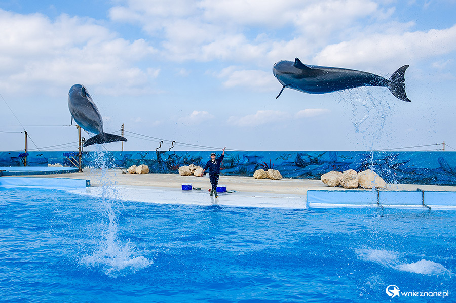 Malta. Pokaz delfinów w Mediterraneo Marine Park. - foto: wnieznane.pl Malta. Pokaz delfinów w Mediterraneo Marine Park. - foto: wnieznane.pl