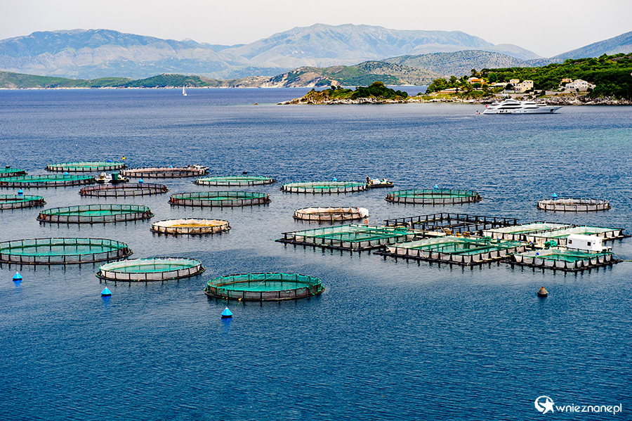 Korfu. Akwakultura niedaleko Kassiopi. - foto: wnieznane.pl Korfu. Akwakultura niedaleko Kassiopi. - foto: wnieznane.pl