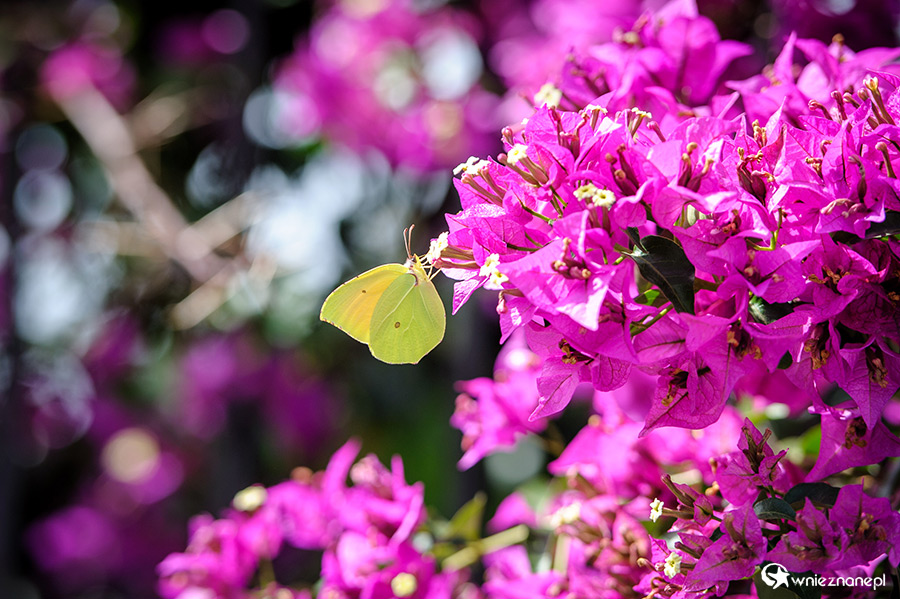 Korfu. Motyl na kwiatach bugenwili to typowy obrazek greckich wysp. - foto: wnieznane.pl Korfu. Motyl na kwiatach bugenwili to typowy obrazek greckich wysp. - foto: wnieznane.pl