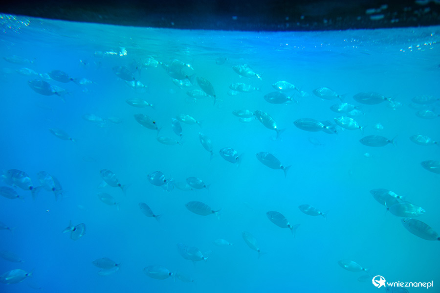 Korfu. Rejs łodzią podwodną w miejscowości Paleokastritsa. - foto: wnieznane.pl Korfu. Rejs łodzią podwodną w miejscowości Paleokastritsa. - foto: wnieznane.pl