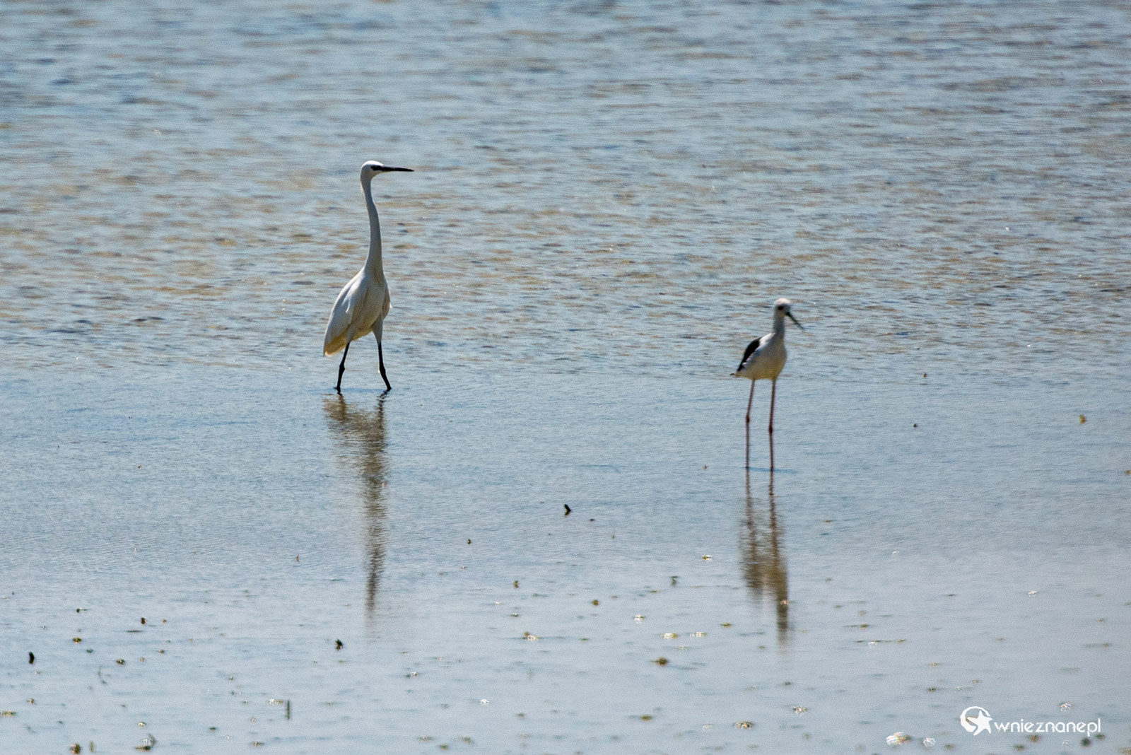 Kos. Ptaki brodzące w słonym jeziorze Alikes. - foto: wnieznane.pl Kos. Ptaki brodzące w słonym jeziorze Alikes. - foto: wnieznane.pl