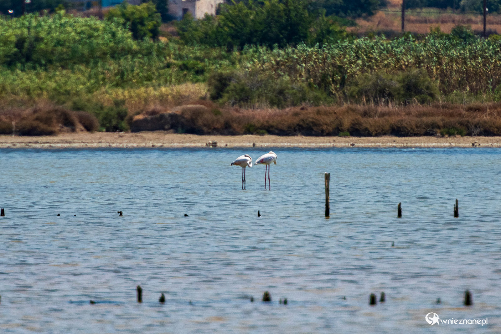 Kos. Flamingi brodzące w słonym jeziorze Alikes. - foto: wnieznane.pl Kos. Flamingi brodzące w słonym jeziorze Alikes. - foto: wnieznane.pl