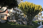 Costa del Sol. Egzotyczne rośliny rosnące przy marinie w Esteponie. - foto: wnieznane.pl Costa del Sol. Egzotyczne rośliny rosnące przy marinie w Esteponie. - foto: wnieznane.pl