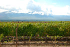 Argentyna. Cafayate. Okolice Cafayate pokryte winoroślami. - foto: wnieznane.pl Argentyna. Cafayate. Okolice Cafayate pokryte winoroślami. - foto: wnieznane.pl