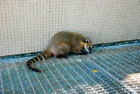 Brazylia. Parque Nacional Do Iguacu. Coati to naturalni mieszkańcy rezerwatu. - foto: wnieznane.pl Brazylia. Parque Nacional Do Iguacu. Coati to naturalni mieszkańcy rezerwatu. - foto: wnieznane.pl