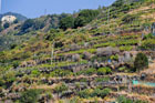 Cinque Terre. Charakterystyczne tarasy z winnicami w miejscowości Manarola. - foto: wnieznane.pl Cinque Terre. Charakterystyczne tarasy z winnicami w miejscowości Manarola. - foto: wnieznane.pl