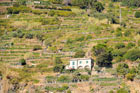 Cinque Terre. Tarasy i kamienne murki. - foto: wnieznane.pl Cinque Terre. Tarasy i kamienne murki. - foto: wnieznane.pl