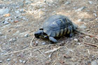 Ateny. Żółw na Wzgórzu Filipapusa. - foto: wnieznane.pl Ateny. Żółw na Wzgórzu Filipapusa. - foto: wnieznane.pl