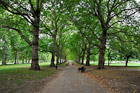Londyn. Wspaniała aleja w Green Park. Na ławkach panowie w garniturach relaksujący się poza biurem. - foto: wnieznane.pl Londyn. Wspaniała aleja w Green Park. Na ławkach panowie w garniturach relaksujący się poza biurem. - foto: wnieznane.pl