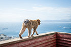 Gibraltar. Spacer nad przepaścią - na Upper Rock można zobaczyć jedyne w Europie żyjące na wolności małpy. - foto: wnieznane.pl Gibraltar. Spacer nad przepaścią - na Upper Rock można zobaczyć jedyne w Europie żyjące na wolności małpy. - foto: wnieznane.pl